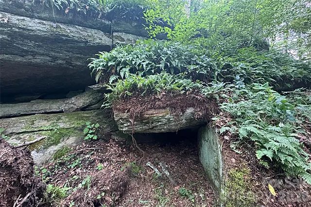 a view of a garden with plants