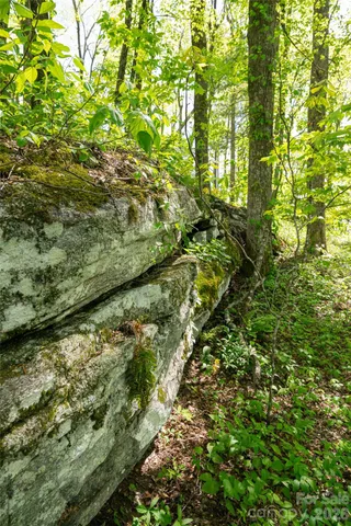 a view of a yard with a tree