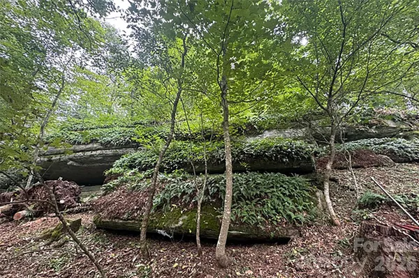 a view of a trees