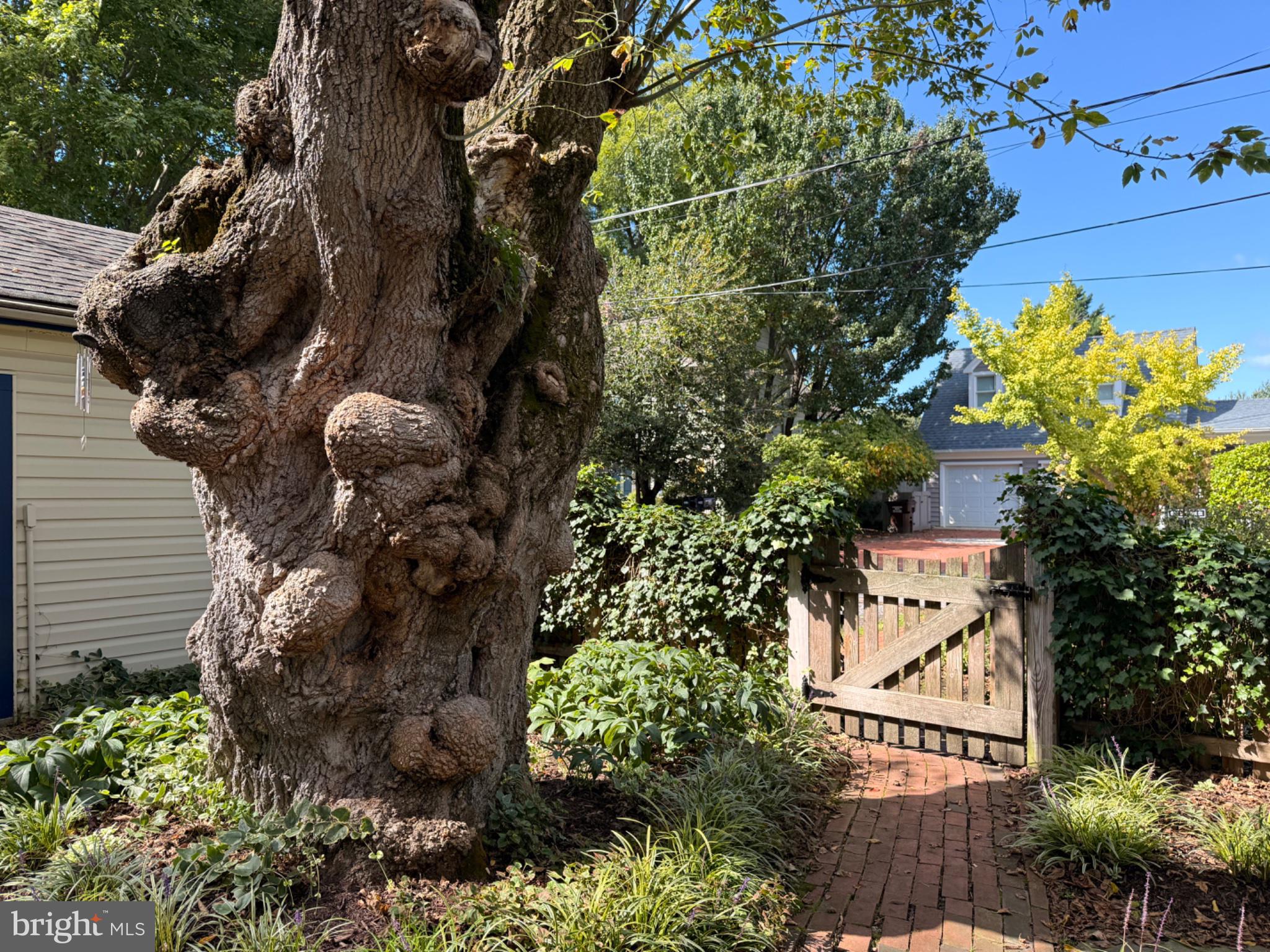 700 South Talbot Street St. Michaels, MD 21663 - Photo 73 of 83 This magnificent tree!