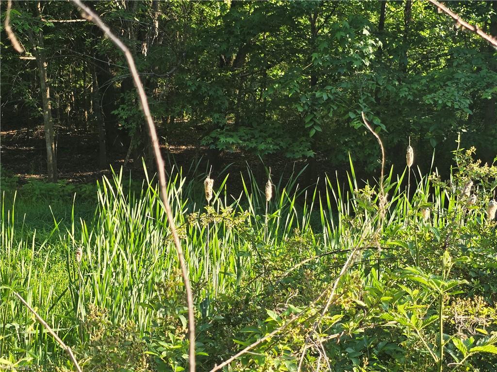 217 Cedar Ridge Road Randleman, NC 27317 - Photo 11 of 18 Cattails coming out of the creek