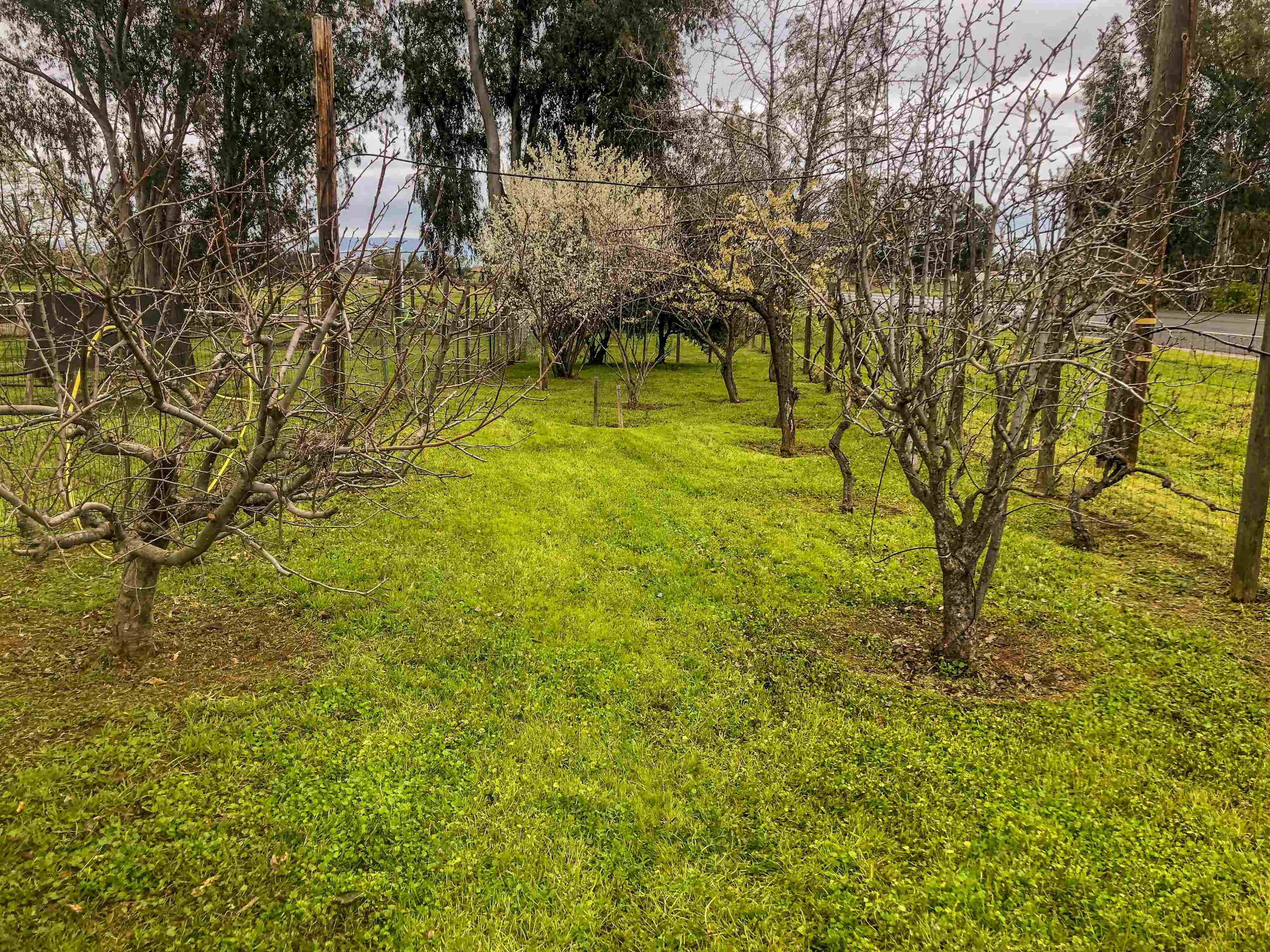 23848 Hoag Road Corning, CA 96021 - Photo 41 of 73