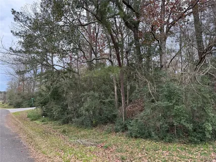 a view of a forest filled with trees