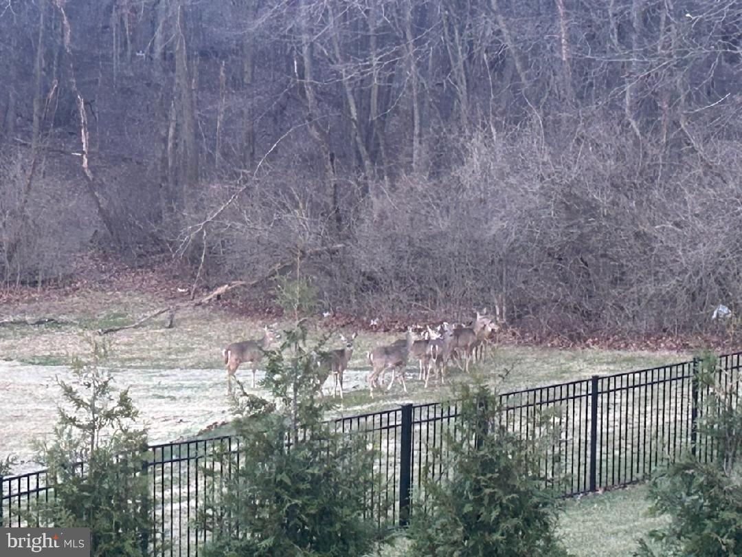 86 Homestead Drive Hanover, PA 17331 - Photo 35 of 38 Friendly Visitors :)