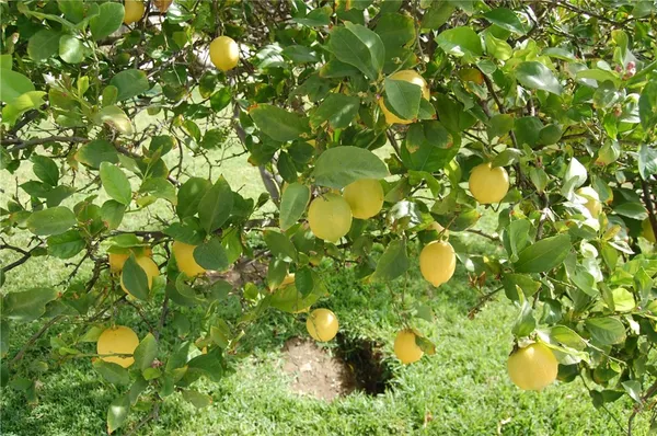 $1,200,000 | 9408 Poplar Avenue, Fontana, CA 92335