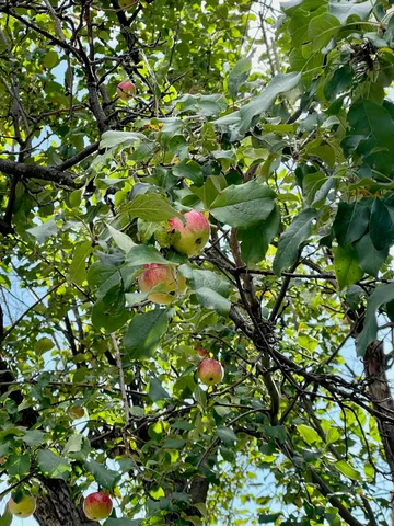 $749,900 | 124 North 24th Avenue East, Duluth, MN 55812