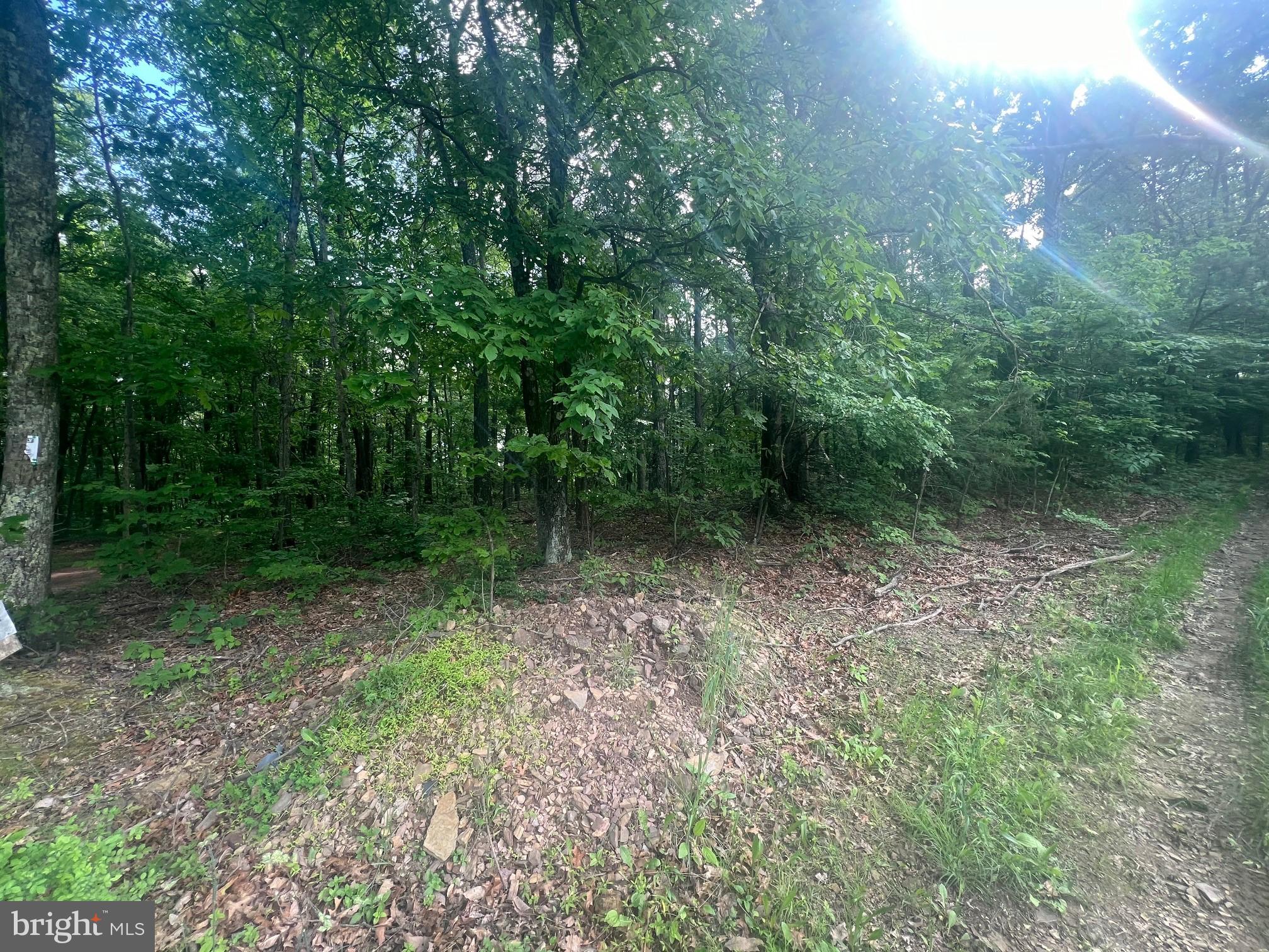 Exline Road Hancock, MD 21750 - Photo 2 of 4 a view of a forest with trees in the background