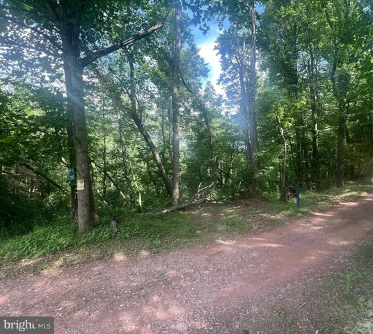 a view of a forest with trees in the background