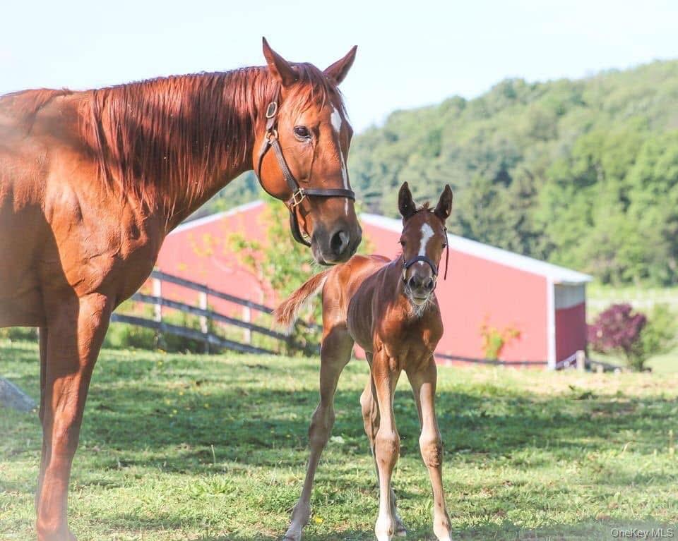 3 Little York Road Warwick, NY 10990 - Photo 18 of 18 Two new foals expected soon for your viewing pleasure