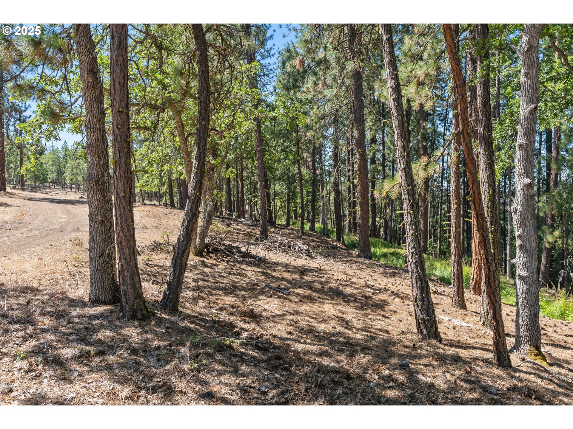 Wilderness Loop Goldendale, WA 98620 - Photo 21 of 31 a view of a yard with trees