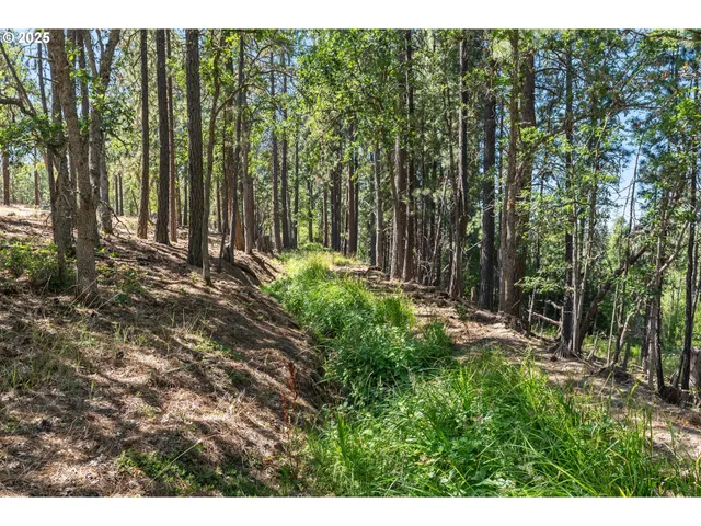 a view of a forest with trees in the background