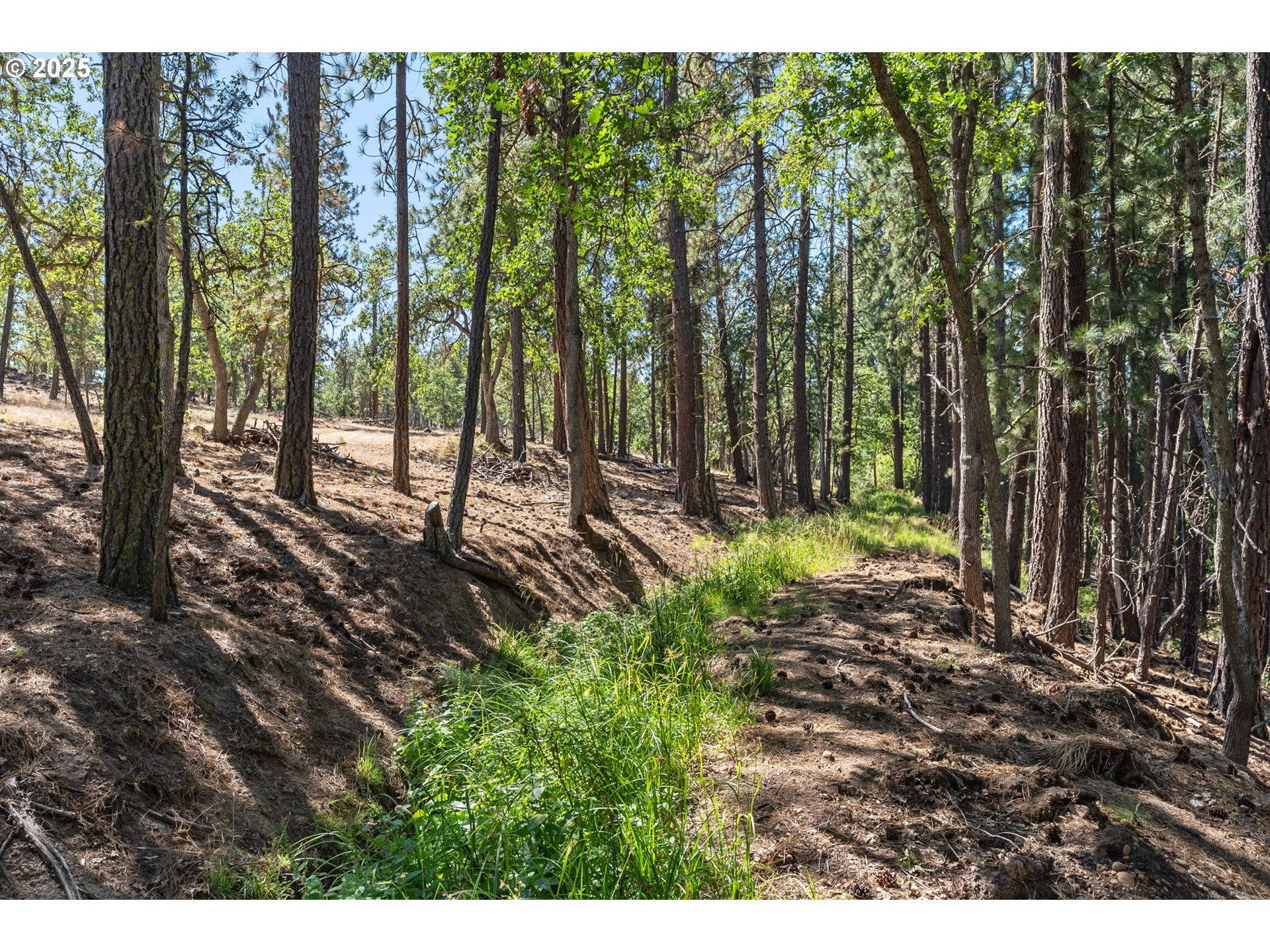 Wilderness Loop Goldendale, WA 98620 - Photo 30 of 31 a view of a forest with trees in the background