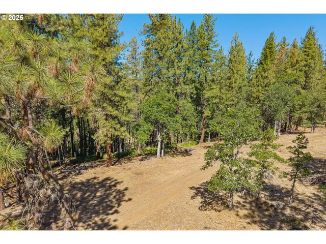 a view of dirt yard with a large tree