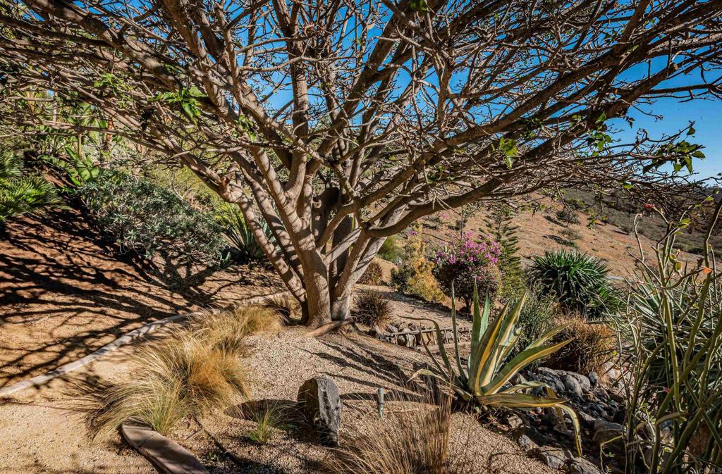 2362 Edgehill Road Vista, CA 92084 - Photo 56 of 63 a picture of tree