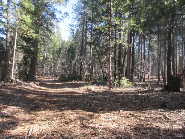 a view of a yard with large trees
