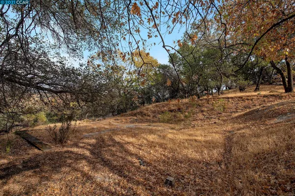 a view of empty trees and covered with green space