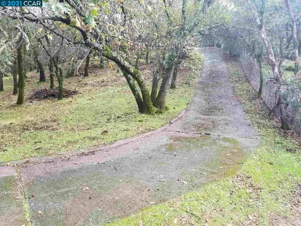 a view of a yard with large trees