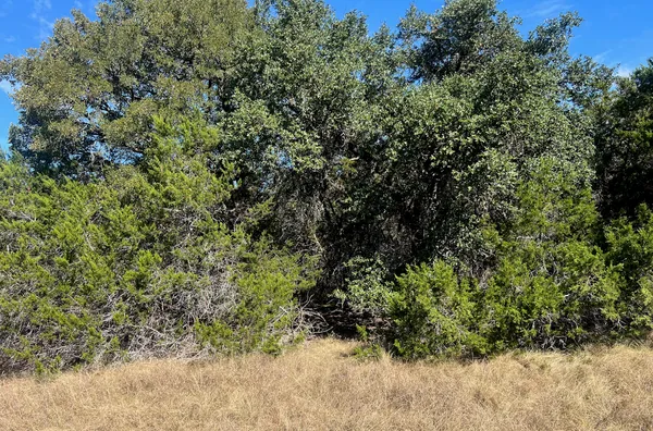 a view of a forest with a tree