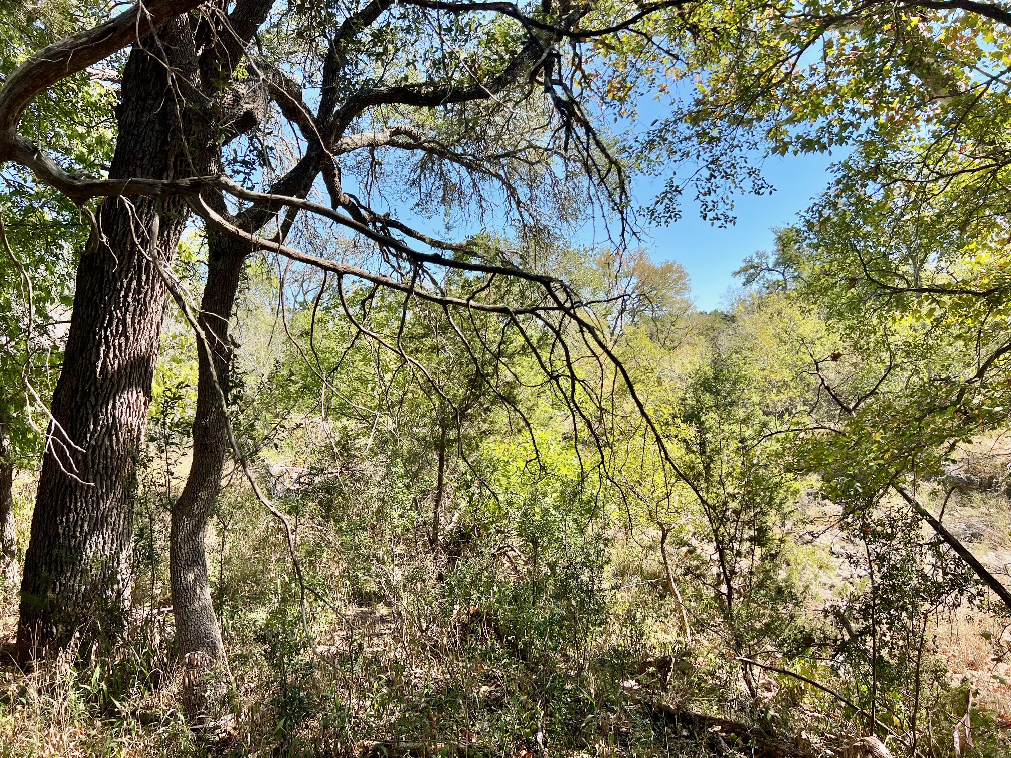 1366 E Narrows Road Blanco, TX 78606 - Photo 14 of 18 river lot
