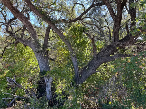 a view of a yard with plants and trees