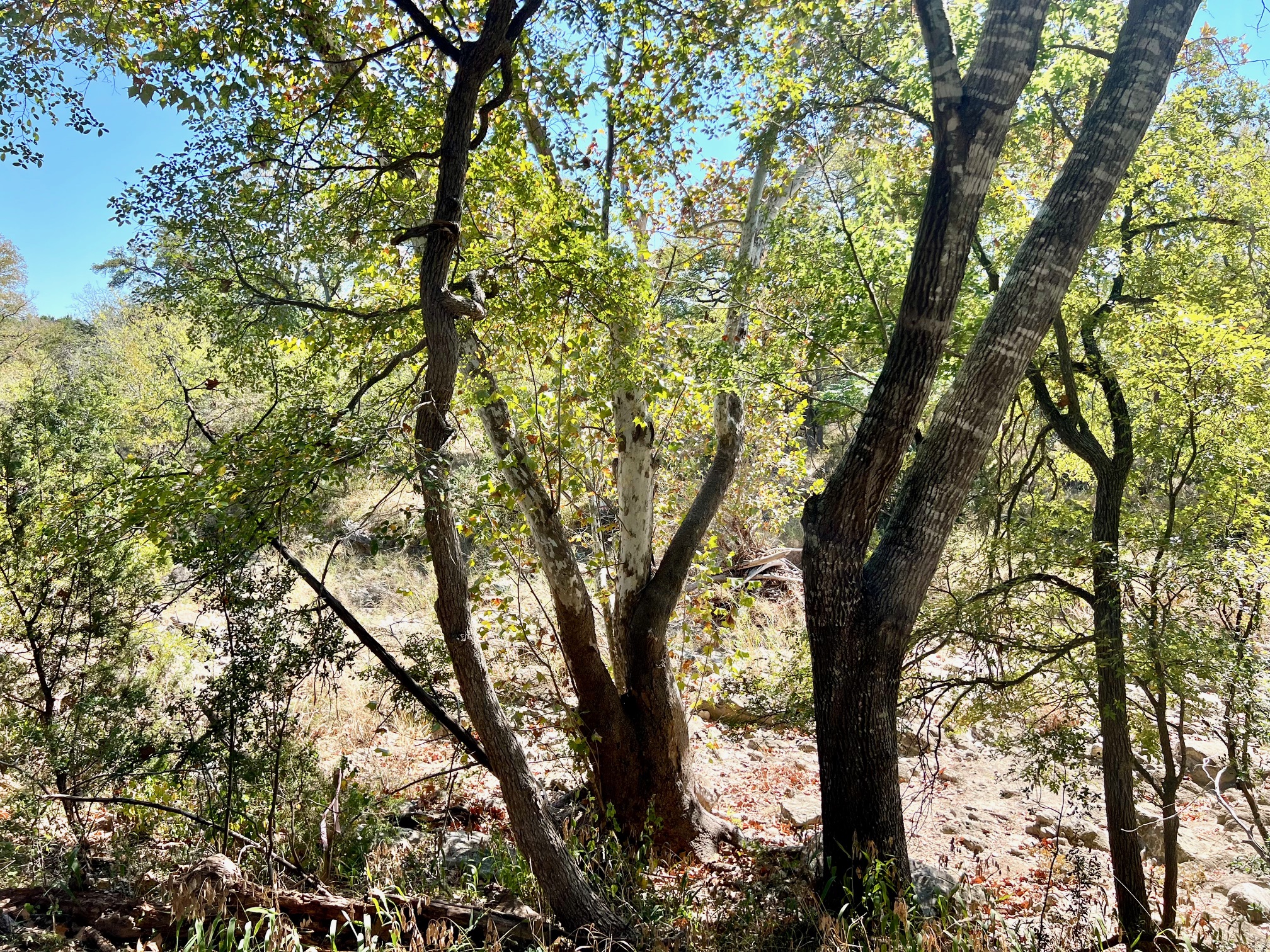 1366 E Narrows Road Blanco, TX 78606 - Photo 17 of 18 river lot