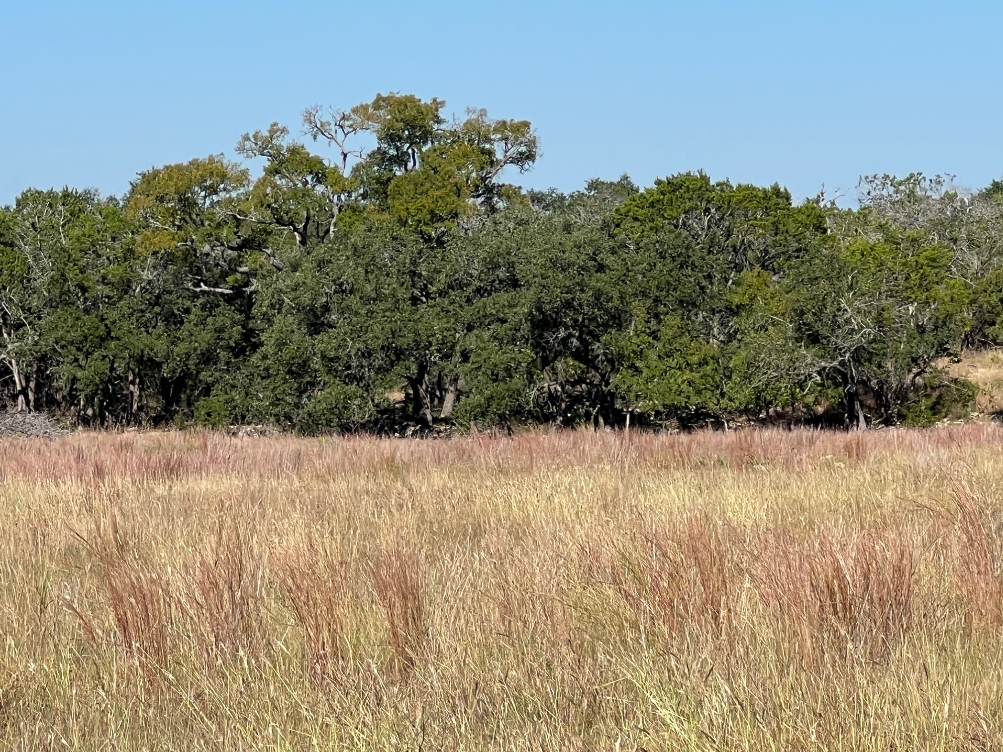 1366 E Narrows Road Blanco, TX 78606 - Photo 3 of 18