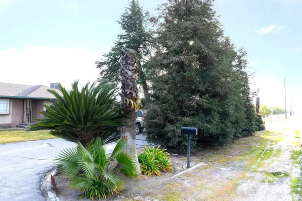 a view of a palm plant in front of a house