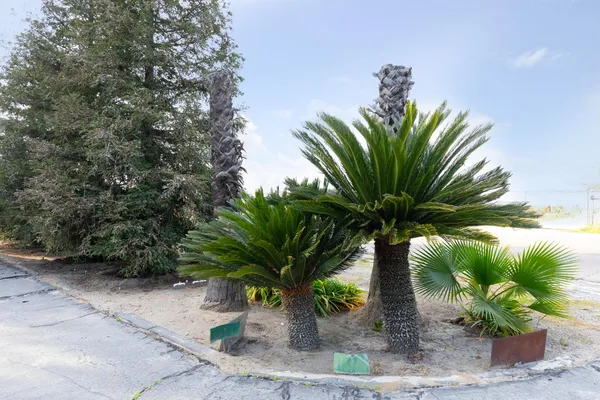 a view of a palm plant in front of a house