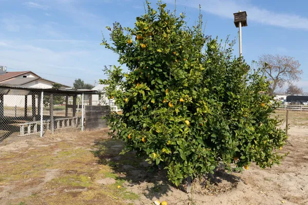 $629,000 | 12265 East Dinuba Avenue, Selma, CA 93662