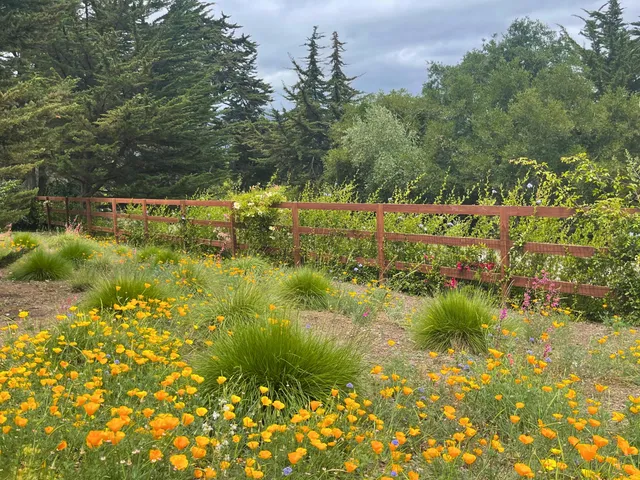 a view of a backyard