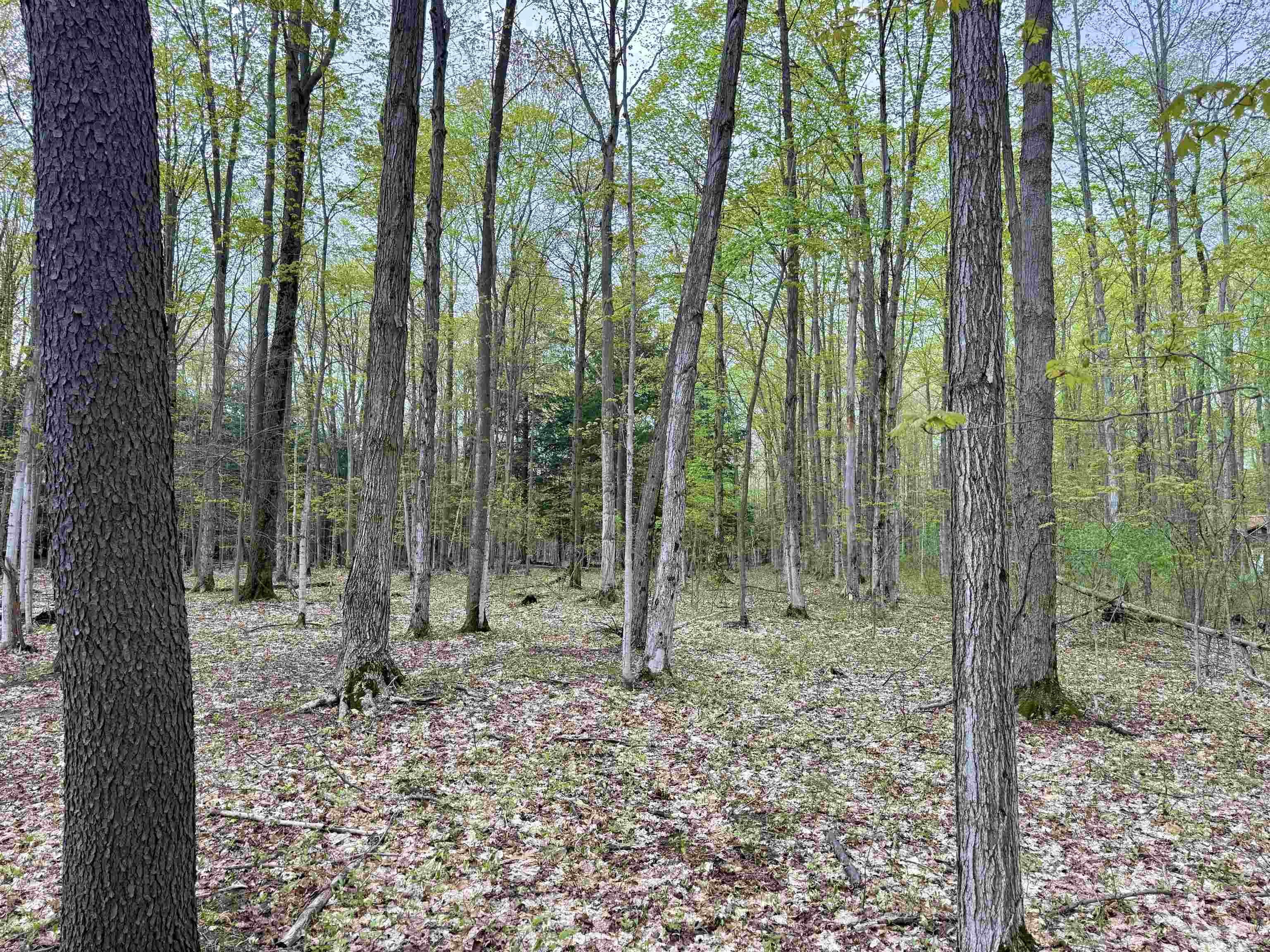 6639 Fall Road Grawn, MI 49637 - Photo 10 of 24