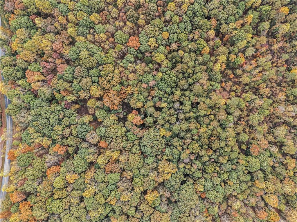 599 Primrose Lane Pendergrass, GA 30567 - Photo 11 of 12 a close up of a plant