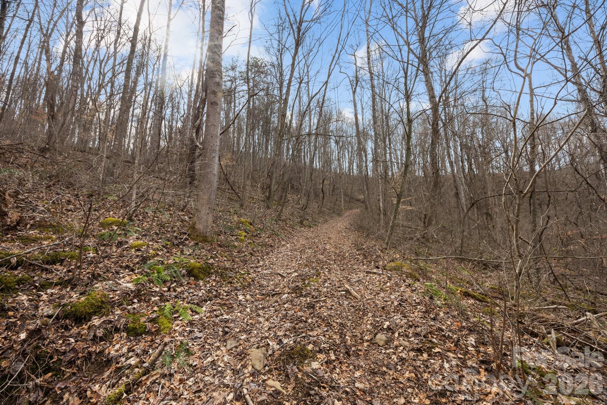 99999 Haynes Cove Clyde, NC 28721 - Photo 11 of 17 a view of a yard with trees in front of it