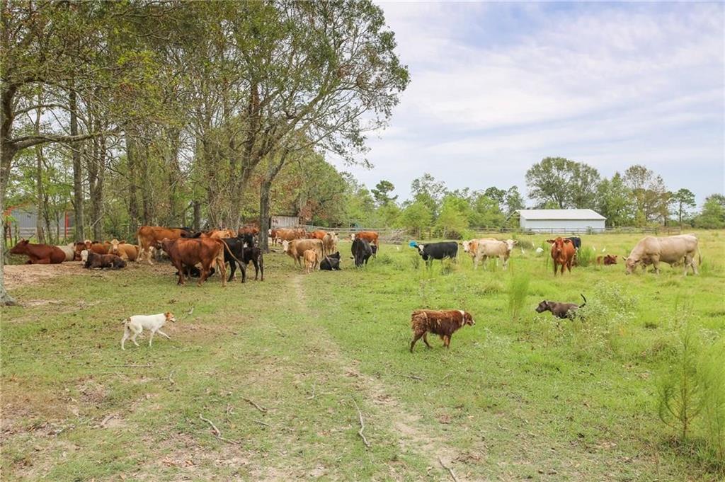 26595 Lebleu Road Kinder, LA 70648 - Photo 26 of 35