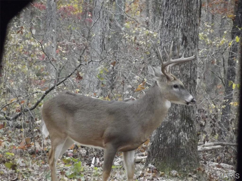 0 Deer Run Road Williamsburg, MO 63388 - Photo 22 of 24