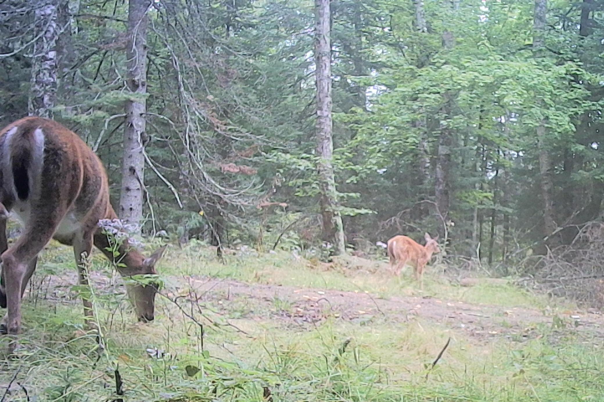 26810 North Hart Lake Road Pengilly, MN 55775 - Photo 24 of 67