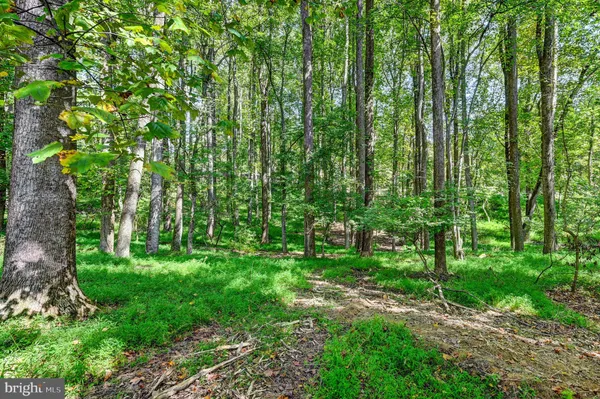 a lush green forest with lots of trees