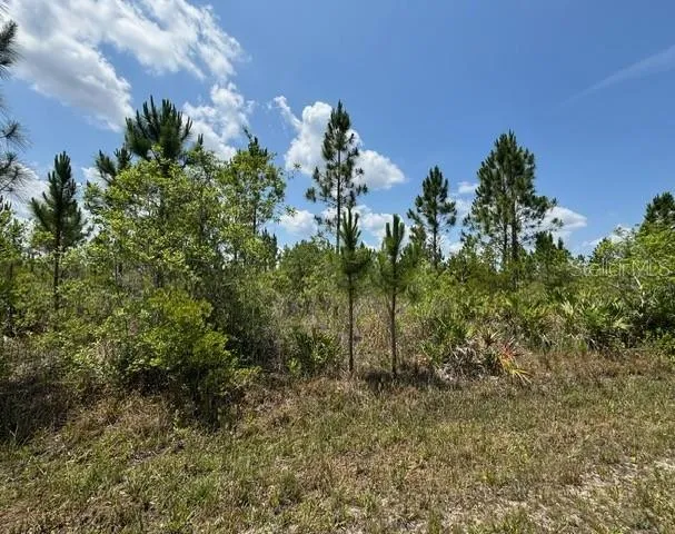 a view of a bunch of trees
