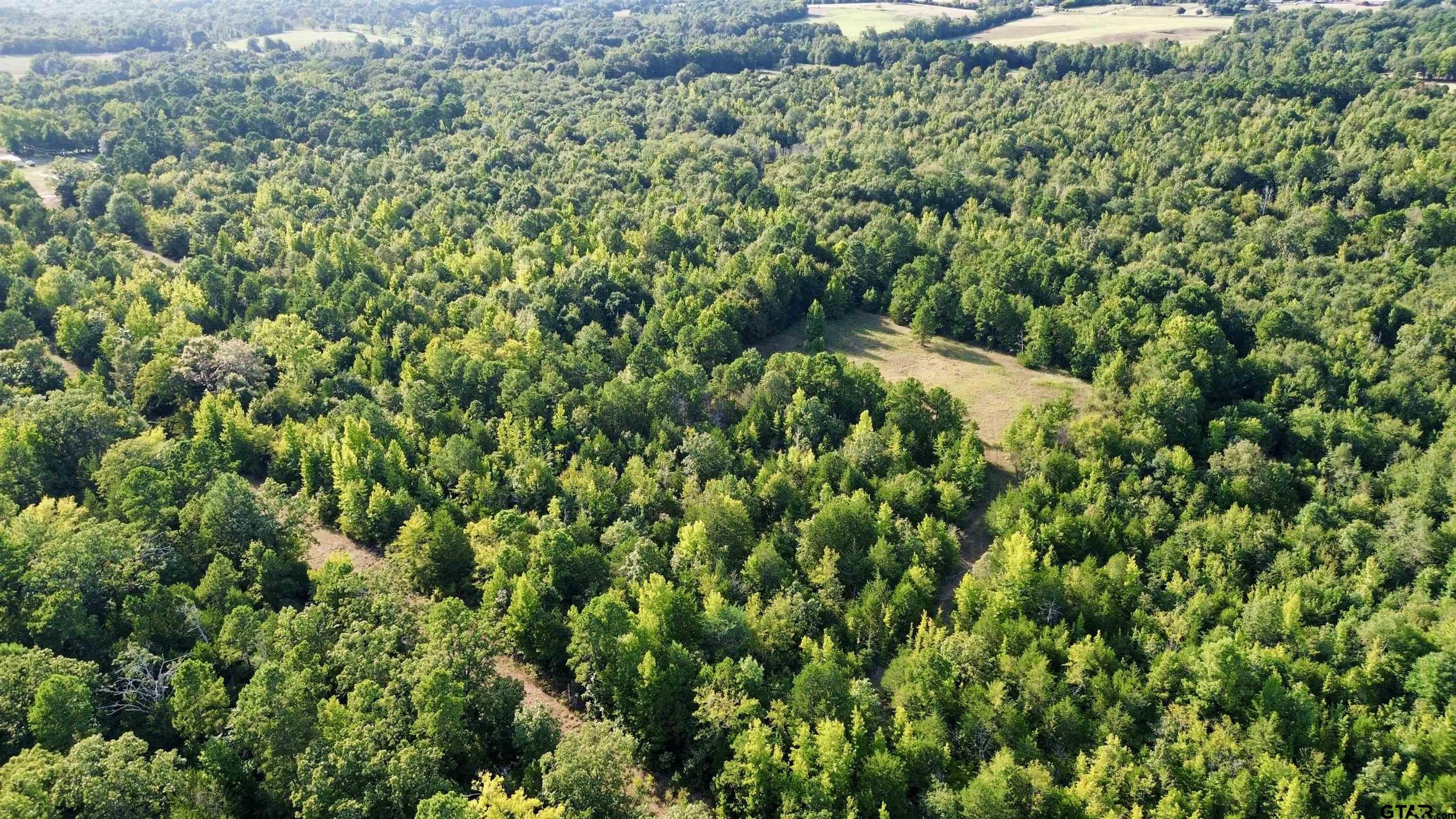 Tbd Silver Spruce Road Gilmer, TX 75645 - Photo 9 of 12 a view of a lush green forest