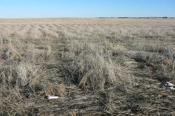 a view of a dry yard