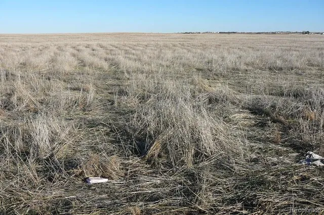 a view of a dry yard
