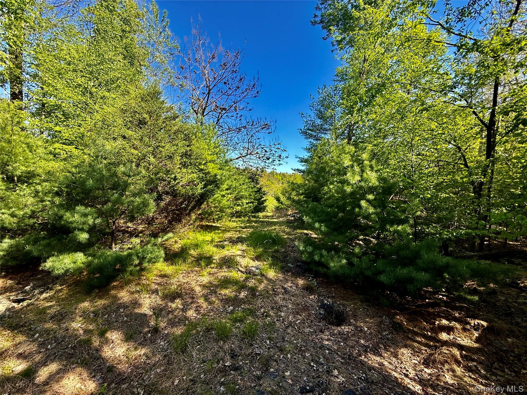 101 Stone Road Hurley, NY 12491 - Photo 6 of 24 a view of a tree with a yard