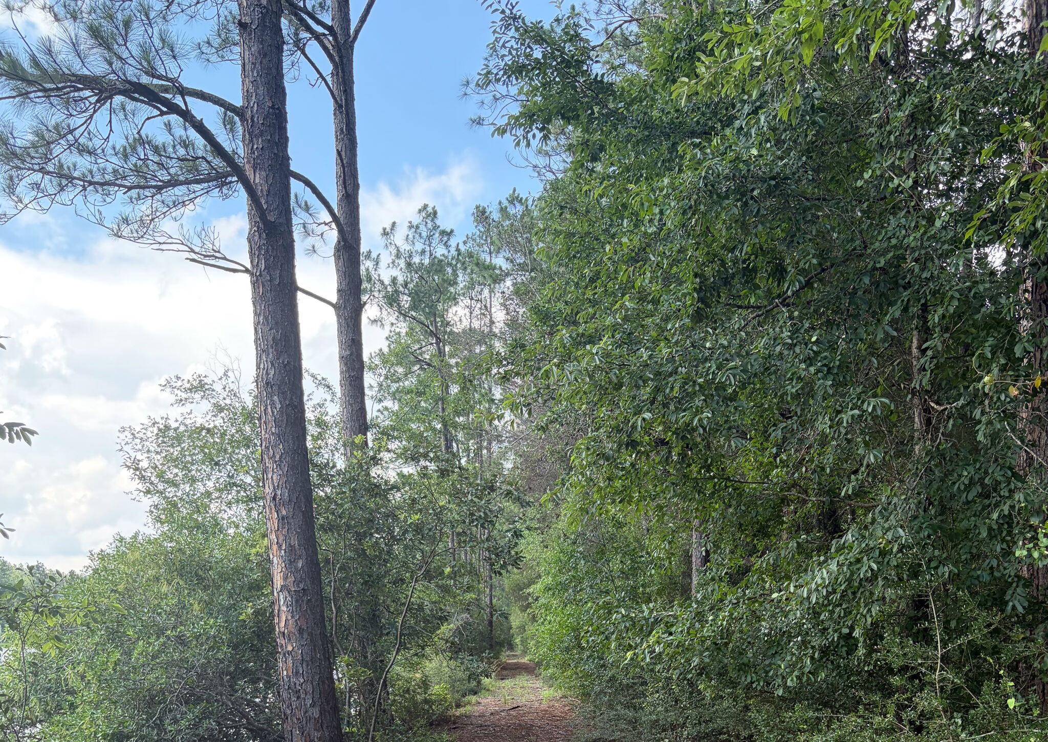 82 Acres 4 Flags Road Laurel Hill, FL 32567 - Photo 38 of 45 37-web-or-mls-IMG_1844