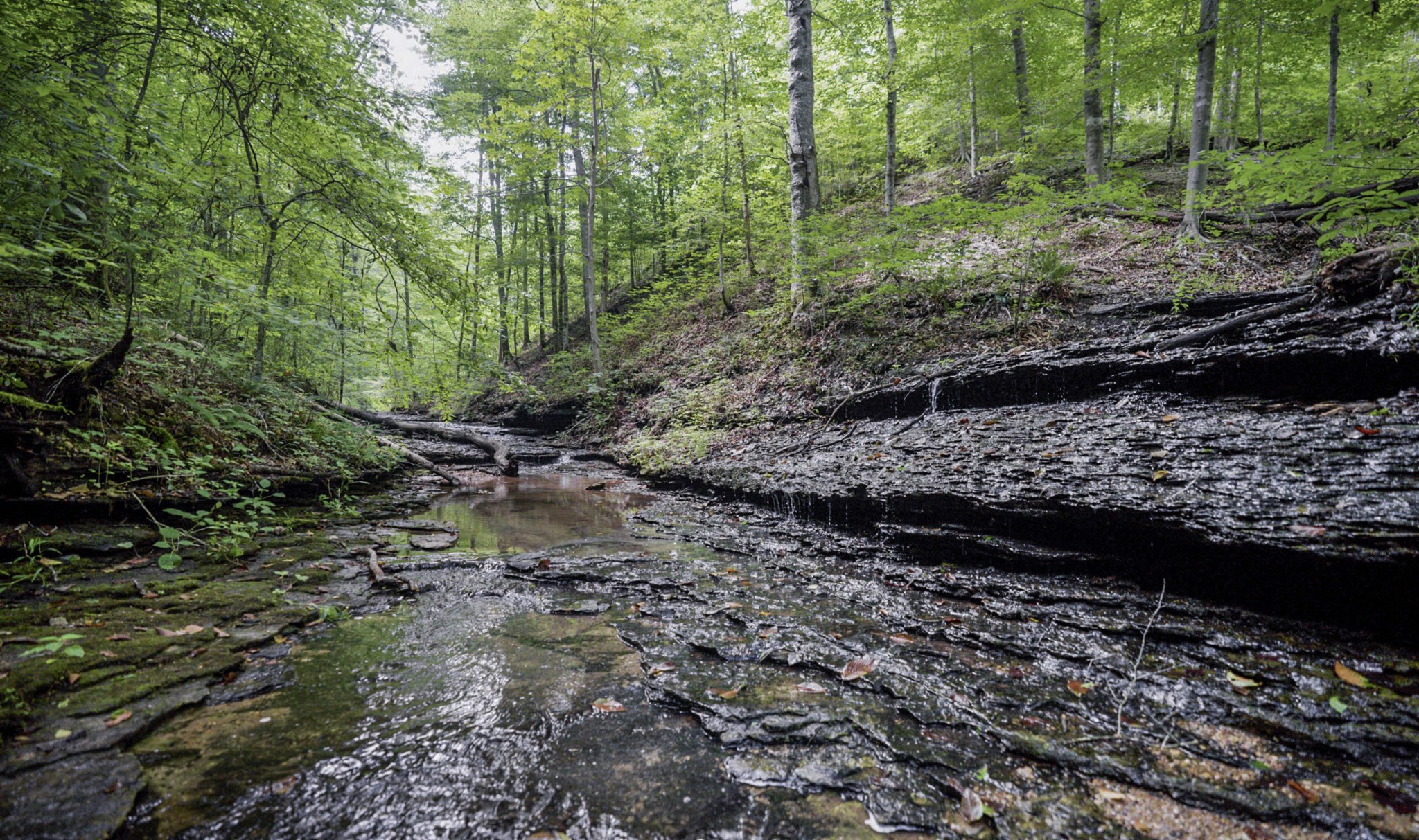 1005 Birdwell Road Red Boiling Springs, TN 37150 - Photo 3 of 59