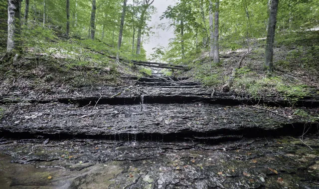 a view of a forest filled with trees