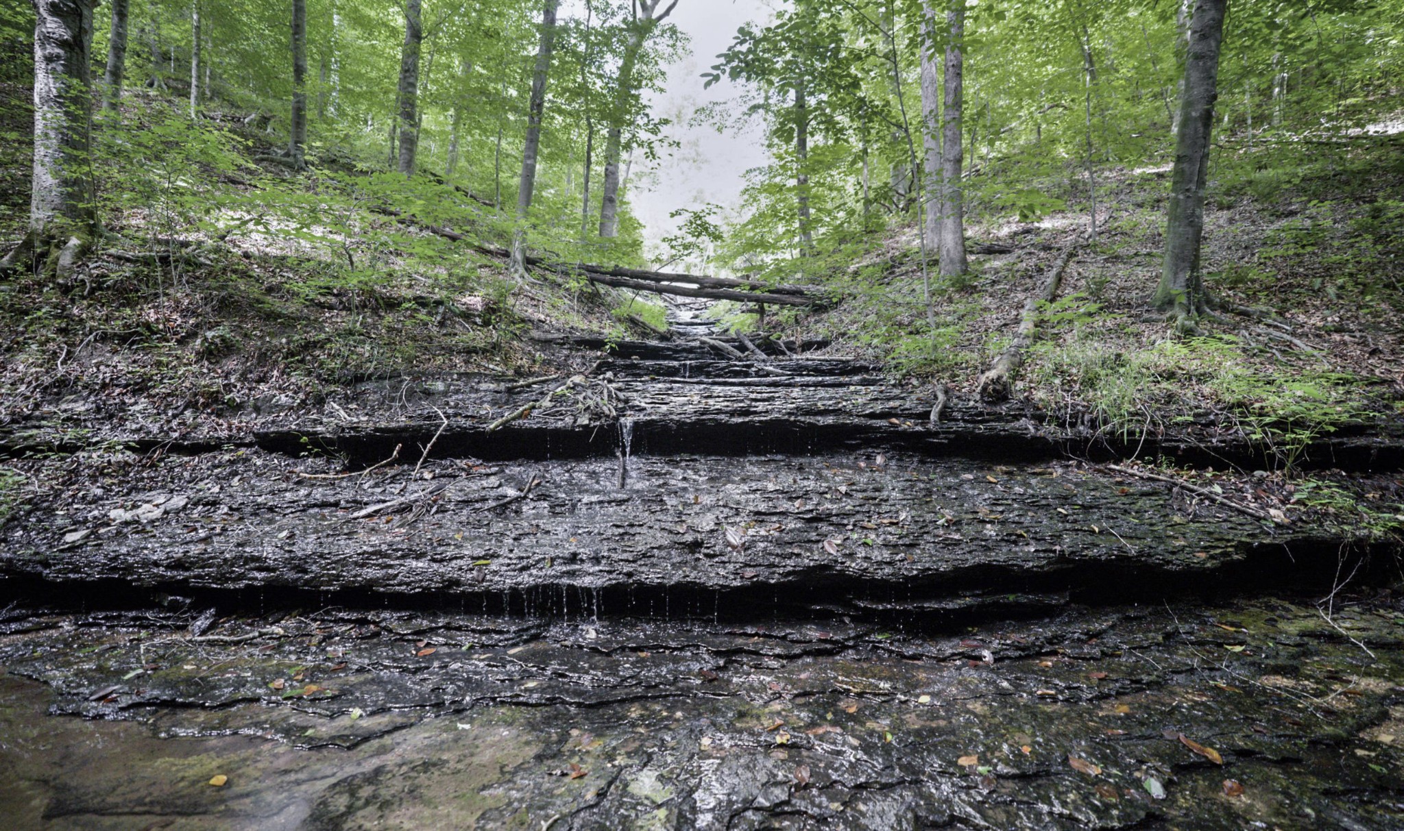1005 Birdwell Road Red Boiling Springs, TN 37150 - Photo 4 of 59 a view of a lake with lots of trees