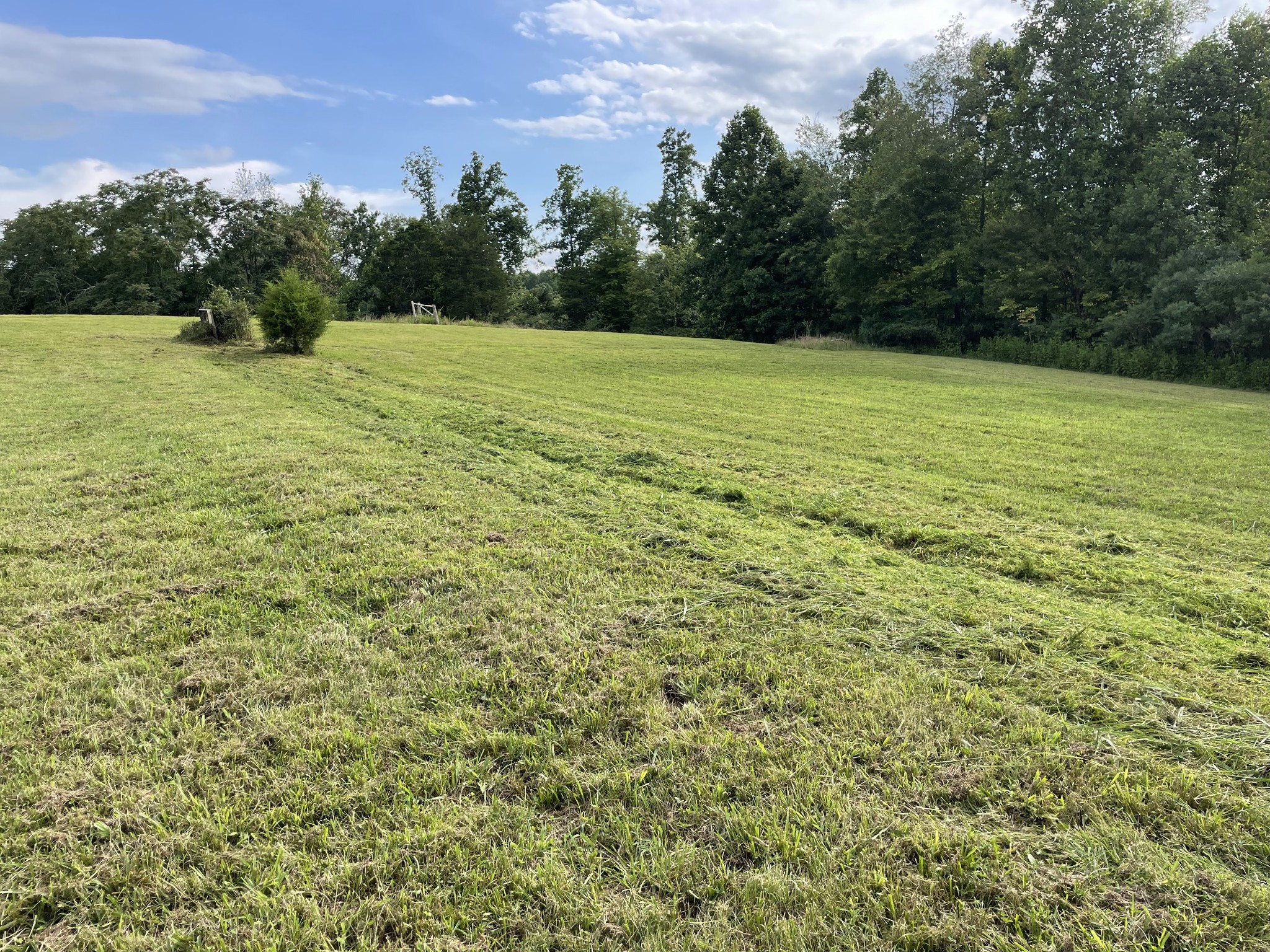 1005 Birdwell Road Red Boiling Springs, TN 37150 - Photo 42 of 59 a view of outdoor space with a yard and trees in the background