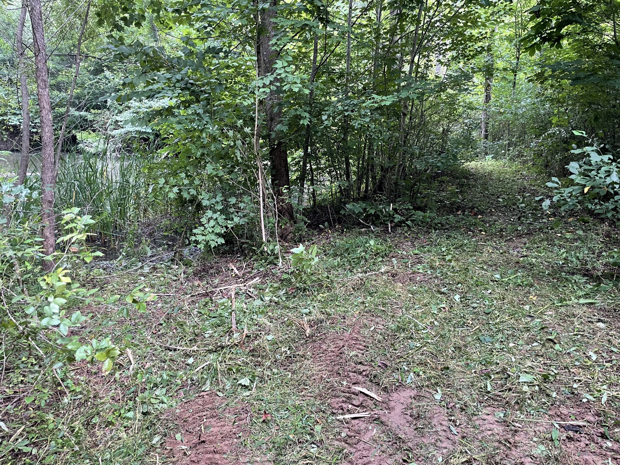 1005 Birdwell Road Red Boiling Springs, TN 37150 - Photo 45 of 59 a big yard with lots of green space and deers