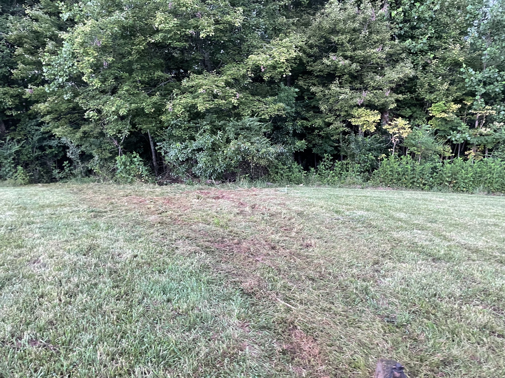 1005 Birdwell Road Red Boiling Springs, TN 37150 - Photo 47 of 59 a view of a yard with a tree