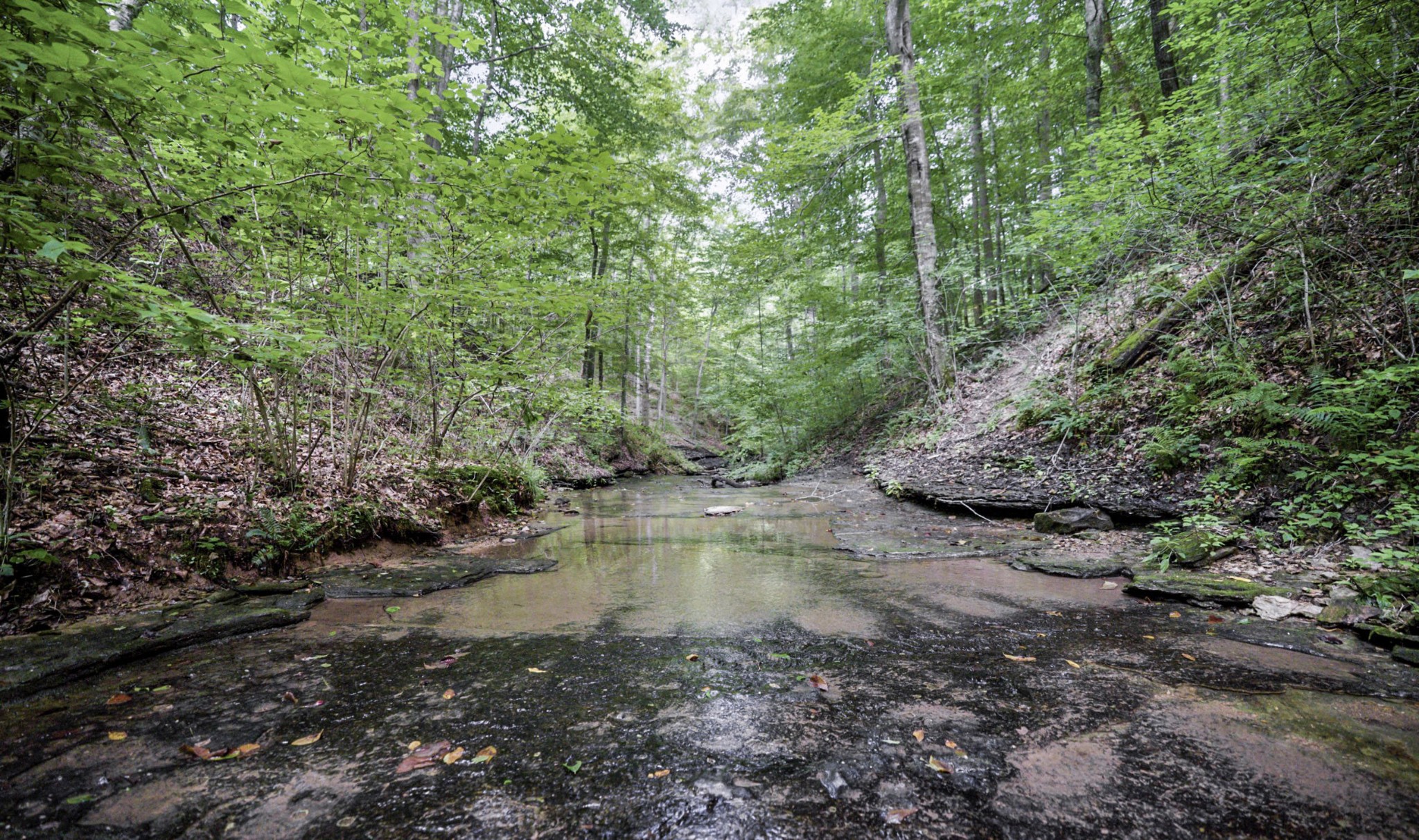 1005 Birdwell Road Red Boiling Springs, TN 37150 - Photo 5 of 59